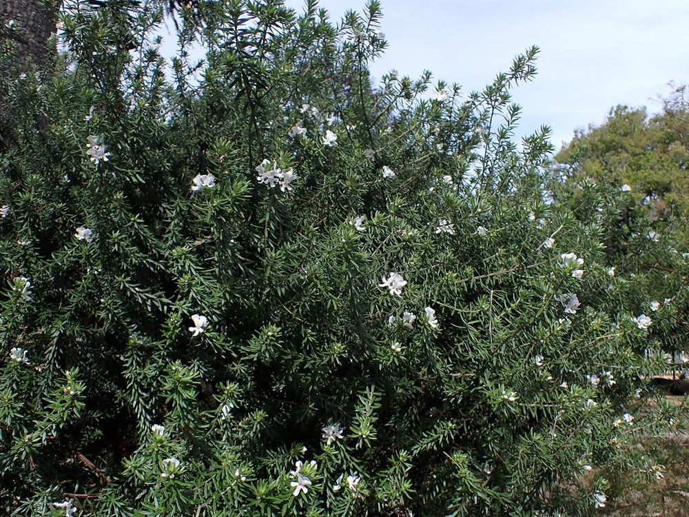 Westringia (coastal rosemary)