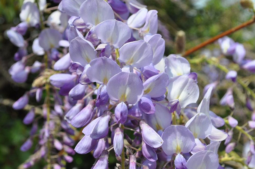 Wisteria