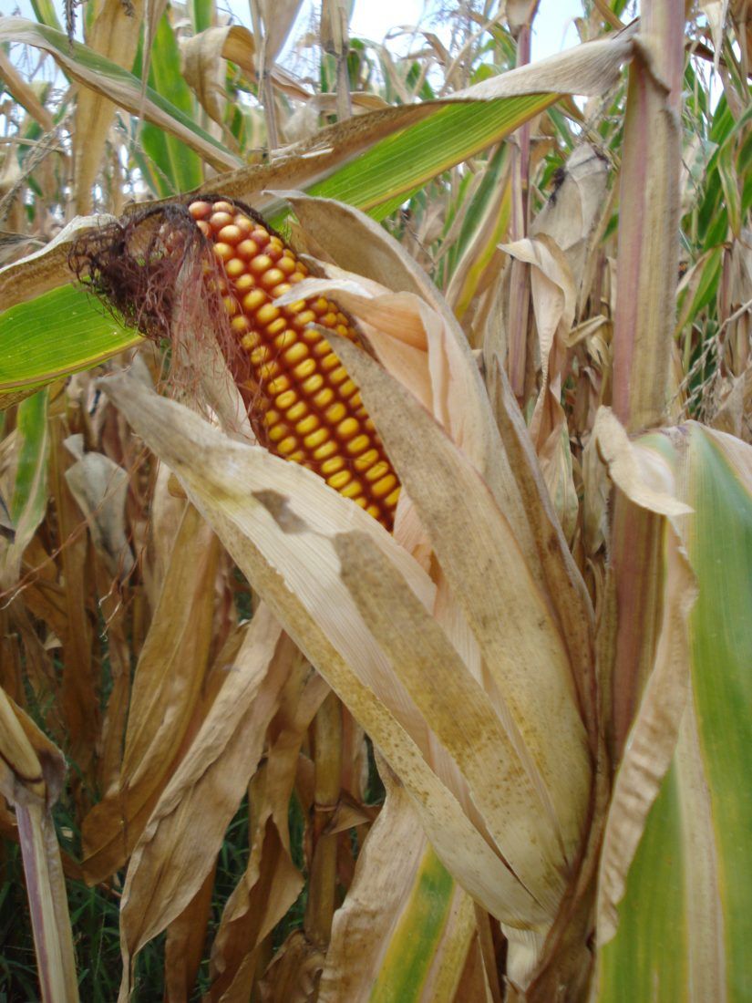 Sweet corn