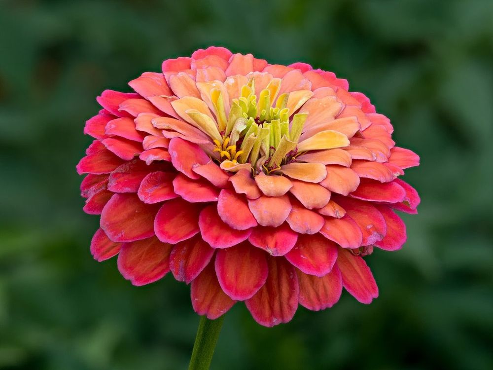 Zinnia
